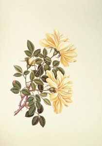 Rosa: cinese